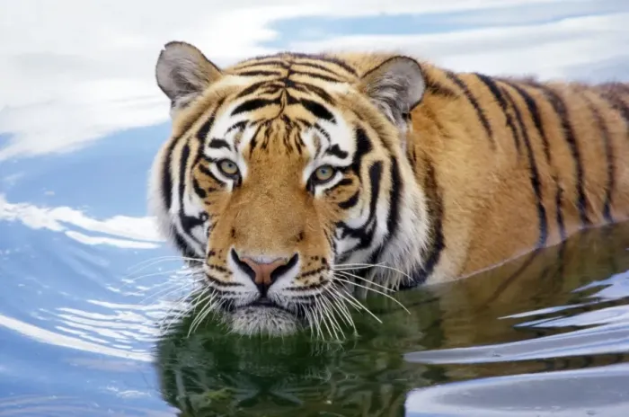 Framed Print : Siberian Tiger Framed Print : Siberian Tiger