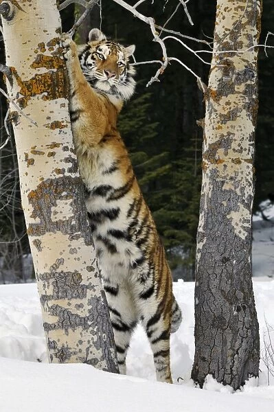 Siberian Tiger  /  Amur Tiger - marking tree with claws in winter snow. C3A2591