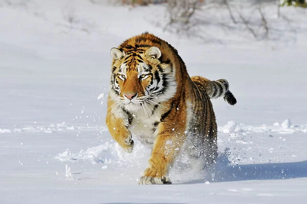 Siberian Tiger  /  Amur Tiger running through winter snow