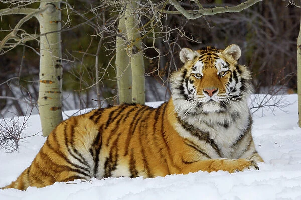 Siberian Tiger  /  Amur Tiger - in winter snow. CXA1105