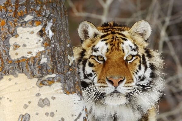 Siberian Tiger  /  Amur Tiger - in winter snow. CXA0991