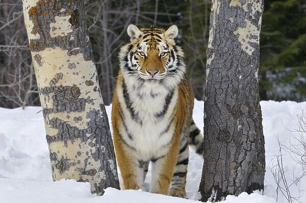 Siberian Tiger  /  Amur Tiger - in winter snow. C3A2654