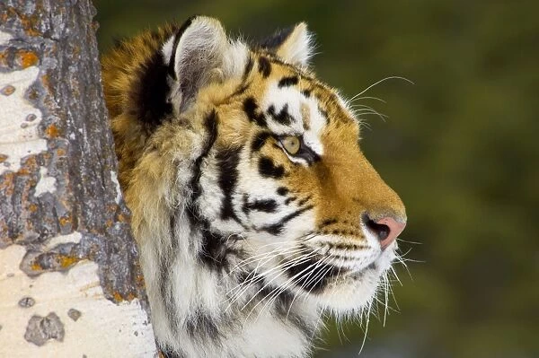 Siberian Tiger  /  Amur Tiger - in winter snow. CZA0946