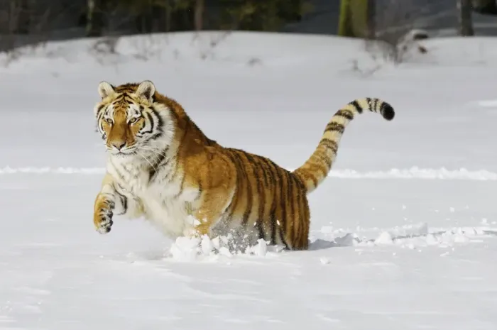 Framed Print : Siberian Tiger / Amur Tiger - in winter snow. C3A2169 Framed Print : Siberian Tiger / Amur Tiger - in winter snow. C3A2169