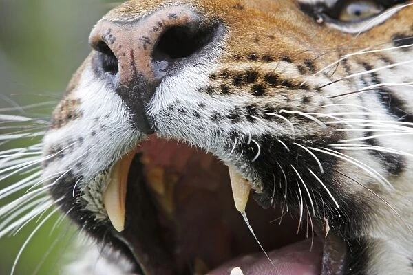 Siberian Tiger - close up with Jacobson's organ which is an auxiliary olfactory sense organ to detect female in heat