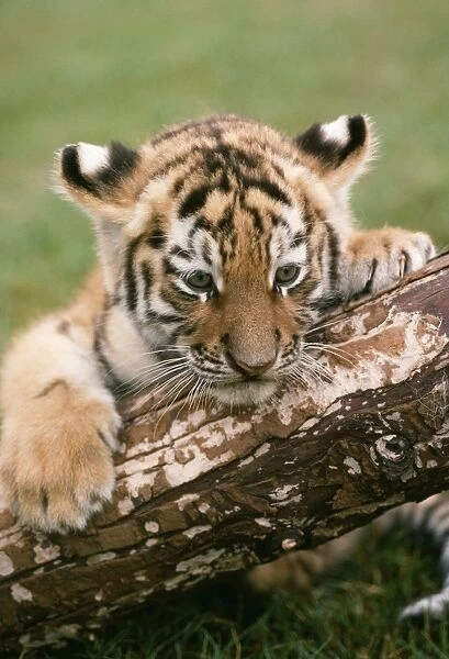 Siberian Tiger Cub