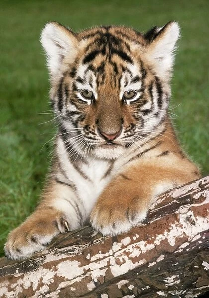 Siberian Tiger - cub on log