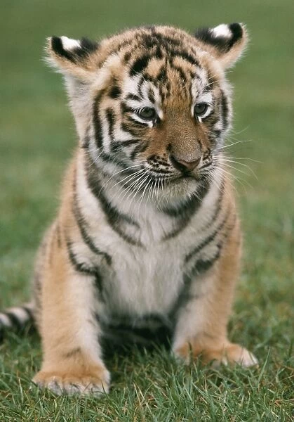 Siberian Tiger Cub Sitting down