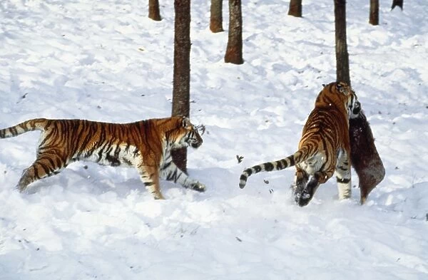 Siberian Tiger - hunting prey in snow