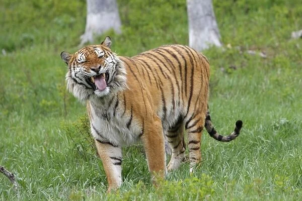 Siberian Tiger with Jacobson's organ, which is an auxiliary olfactory sense organ to detect female in heat