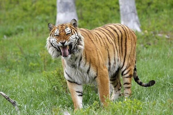 Siberian Tiger with Jacobson's organ, which is an auxiliary olfactory sense organ to detect female in heat