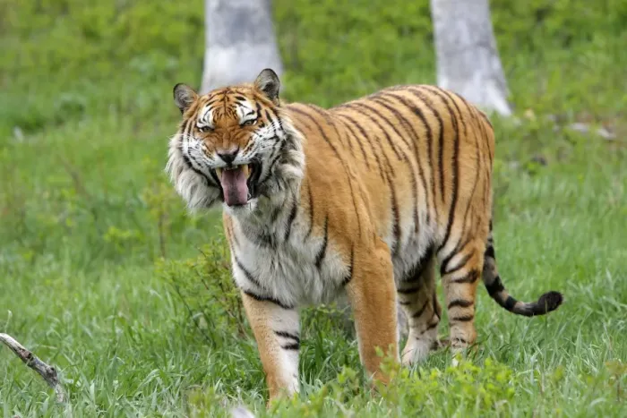 Framed Print : Siberian Tiger with Jacobson's organ, which is an auxiliary olfactory sense organ to detect female in heat Framed Print : Siberian Tiger with Jacobson's organ, which is an auxiliary olfactory sense organ to detect female in heat
