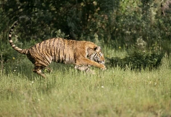 Siberian Tiger - Runing through grass