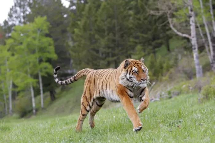 Framed Print : Siberian Tiger - running Framed Print : Siberian Tiger - running