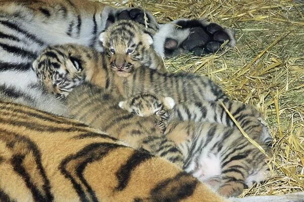 Siberian Tiger - tigress with 5 three week old cubs, Hamm Zoo, Westfalia, Germany