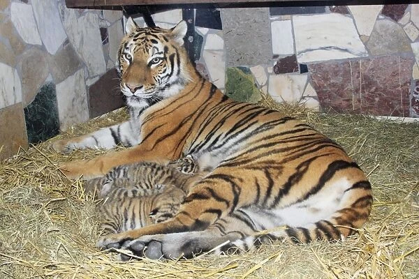 Siberian Tiger - tigress with 5 three week old cubs, Hamm Zoo, Westfalia, Germany