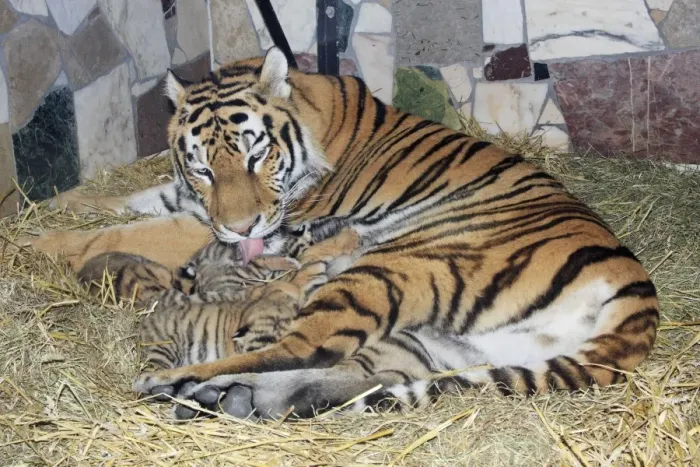 Framed Print : Siberian Tiger - tigress with 5 three week old cubs, Hamm Zoo, Westfalia, Germany Framed Print : Siberian Tiger - tigress with 5 three week old cubs, Hamm Zoo, Westfalia, Germany