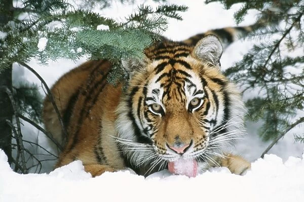 Siberian Tiger TOM 442 Licking snow Panthera tigris © Tom & Pat Leeson  /  ardea. com