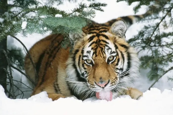 Framed Print : Siberian Tiger TOM 442 Licking snow Panthera tigris © Tom & Pat Leeson / ardea. com Framed Print : Siberian Tiger TOM 442 Licking snow Panthera tigris © Tom & Pat Leeson / ardea. com