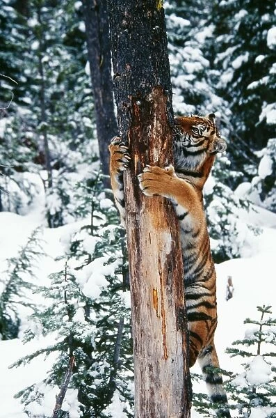 Siberian Tiger TOM 446 Climbing tree Panthera tigris © Tom & Pat Leeson  /  ardea. com