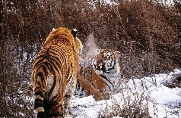 Siberian Tiger WAT 3274 Panthera tigris altaica © M. Watson  /  ardea. com