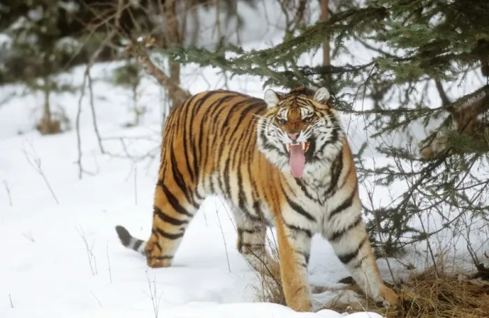 Framed Print : Siberian Tiger WAT 7638 Snarling Panthera pardus orient © M. Watson / ardea. com Framed Print : Siberian Tiger WAT 7638 Snarling Panthera pardus orient © M. Watson / ardea. com