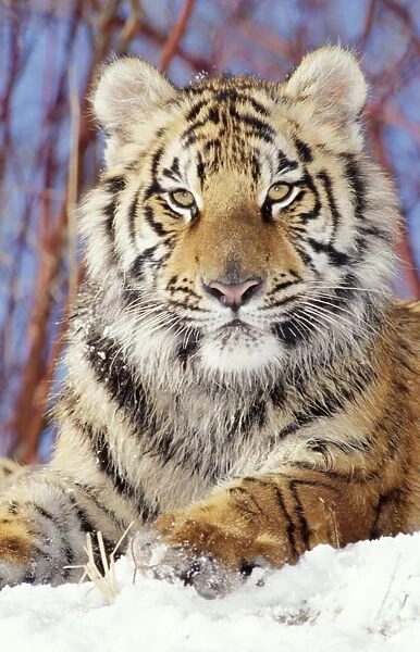 Siberian Tiger Young, Endangered species