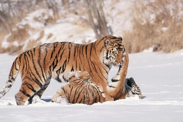 Siberian Tigers TOM 443 Endangered species, play fighting. Panthera tigris © Tom & Pat Leeson  /  ardea. com