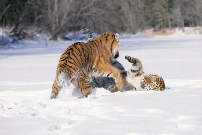 Framed Print : Siberian Tigers TOM 444 Endangered species, play fighting. Panthera tigris © Tom & Pat Leeson / ardea. com Framed Print : Siberian Tigers TOM 444 Endangered species, play fighting. Panthera tigris © Tom & Pat Leeson / ardea. com