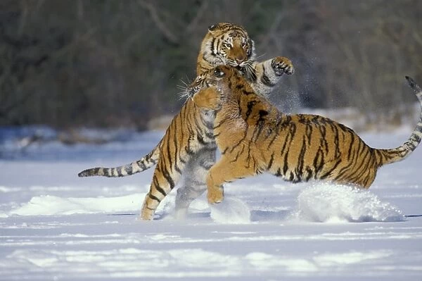 Siberian Tigers TOM 589 Fighting Panthera tigris altaica © Tom & Pat Leeson  /  ardea. com