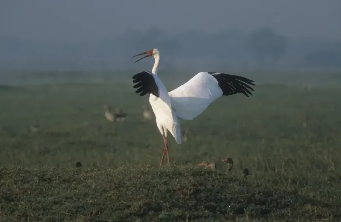 Framed Print : Siberian White / Great White / Asiatic White Crane Standing with wings and beak open India Framed Print : Siberian White / Great White / Asiatic White Crane Standing with wings and beak open India