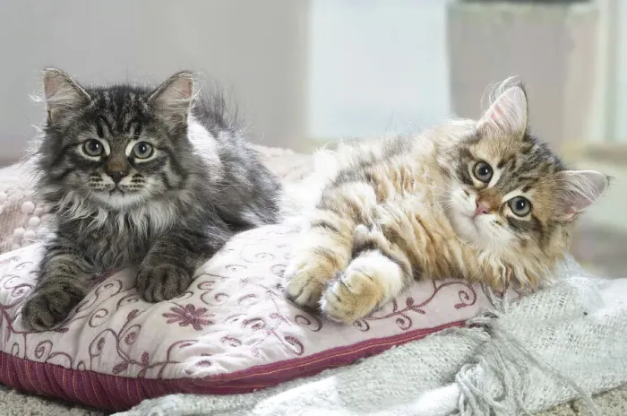 Framed Print : Siberien. Two Siberian kittens indoors Framed Print : Siberien. Two Siberian kittens indoors