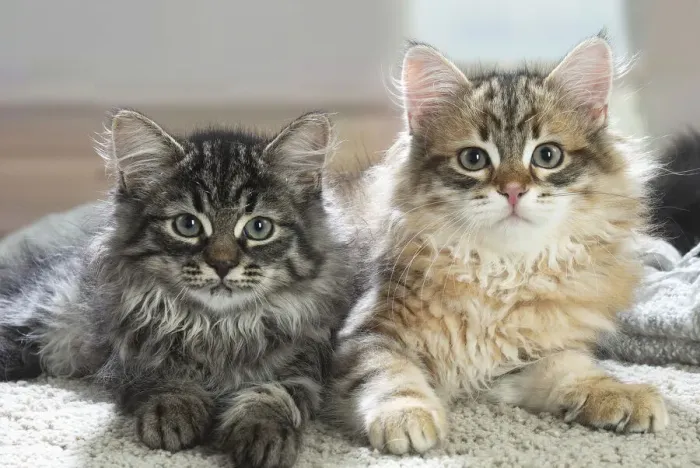 Framed Print : Siberien. Two Siberian kittens indoors Framed Print : Siberien. Two Siberian kittens indoors