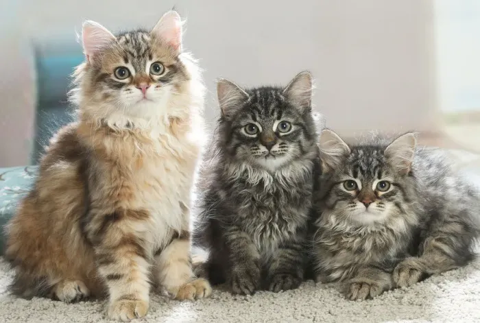 Framed Print : Siberien. Three Siberian kittens indoors Framed Print : Siberien. Three Siberian kittens indoors