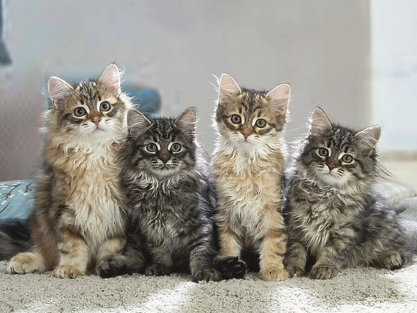 Siberien. Four Siberian kittens indoors