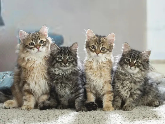 Framed Print : Siberien. Four Siberian kittens indoors Framed Print : Siberien. Four Siberian kittens indoors