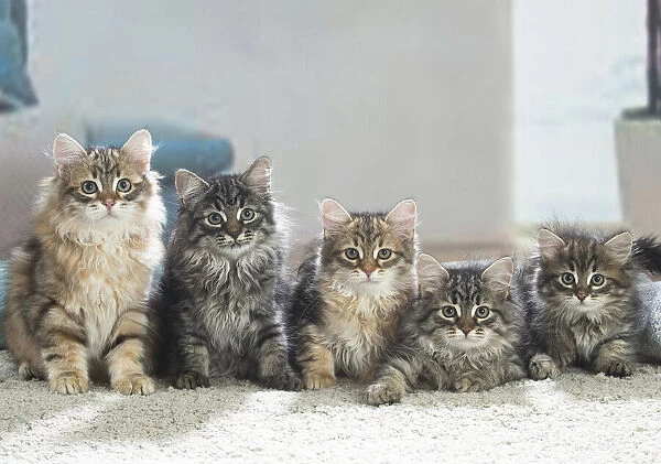 Siberien. Five Siberian kittens indoors