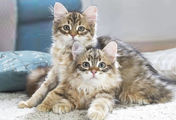 Siberien. Two Siberian kittens indoors