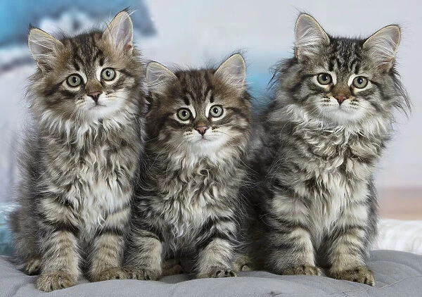Siberien. Three Siberian kittens indoors
