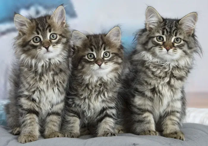 Framed Print : Siberien. Three Siberian kittens indoors Framed Print : Siberien. Three Siberian kittens indoors