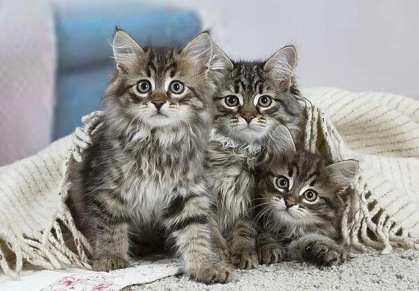 Siberien. Three Siberian kittens indoors