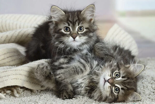 Siberien. Two Siberian kittens indoors