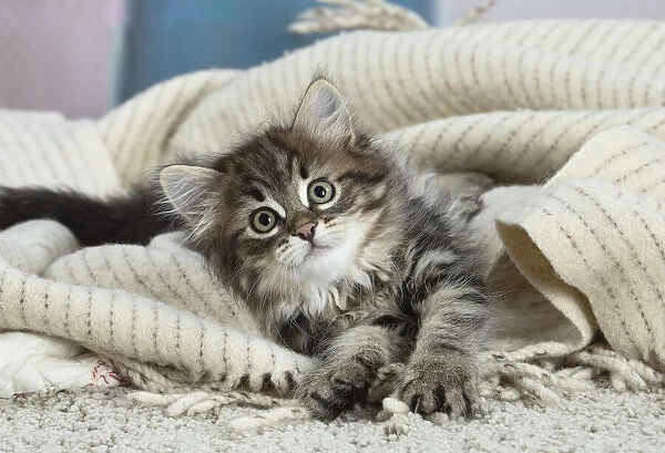 Siberien. Siberian kitten indoors