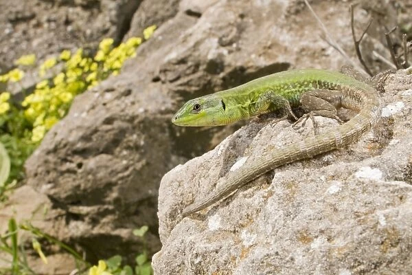 Sicilian Wall Lizard - in habitat - Sicily - Italy