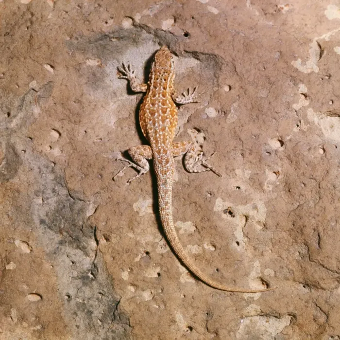 Framed Print : Side-blotched Lizard Framed Print : Side-blotched Lizard