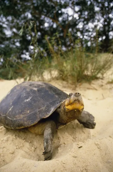 Framed Print : Side-necked Turtle Rupununi, Guyana, South America Framed Print : Side-necked Turtle Rupununi, Guyana, South America