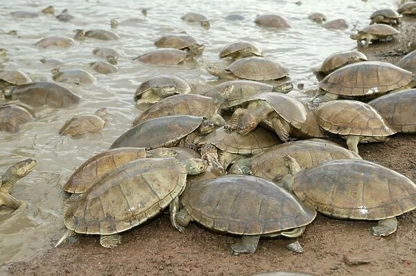 Sideneck Turtle - mass by water feeding Llanos, Venezuela