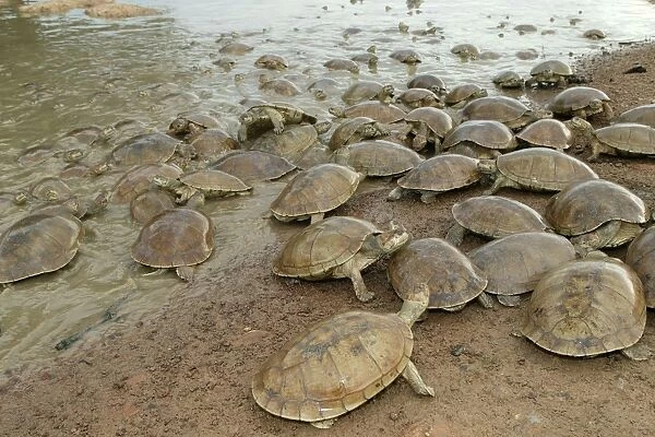 Sideneck Turtle - mass by water Llanos, Venezuela