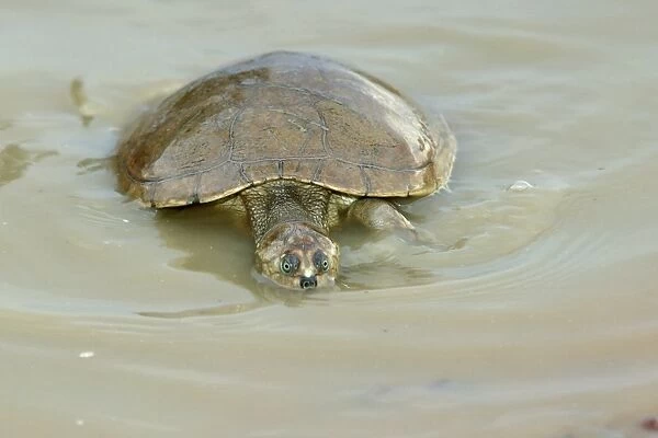 Sideneck Turtle - in water Llanos, Venezuela