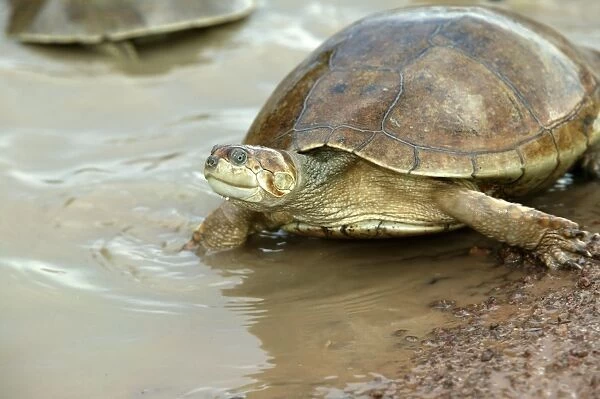 Sideneck Turtle - by water Llanos, Venezuela